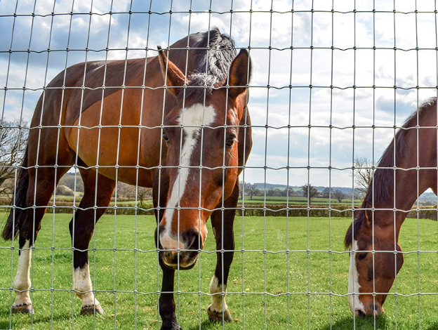 No Climb Horse Fence: Safe Fencing for Your Horses
