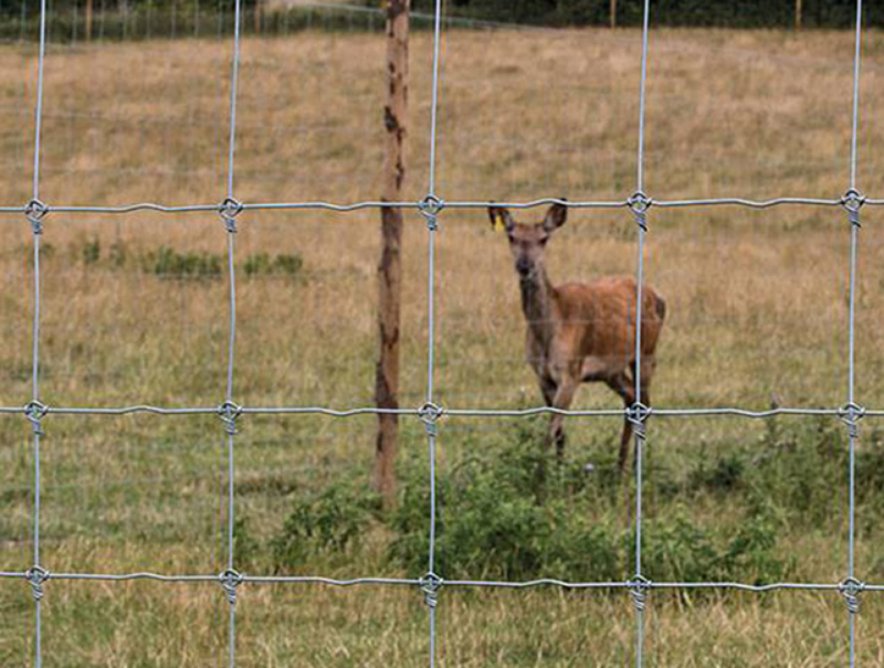 Field Fence