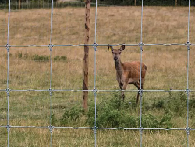 Field Fence