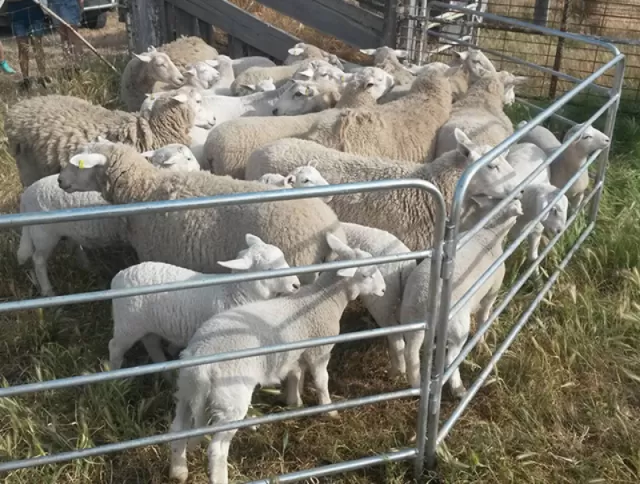 Welded Livestock Panels