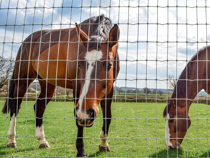 Horse Fence